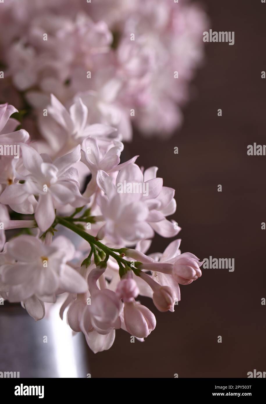 still life with a bouquet of lilacs for decoration Stock Photo - Alamy
