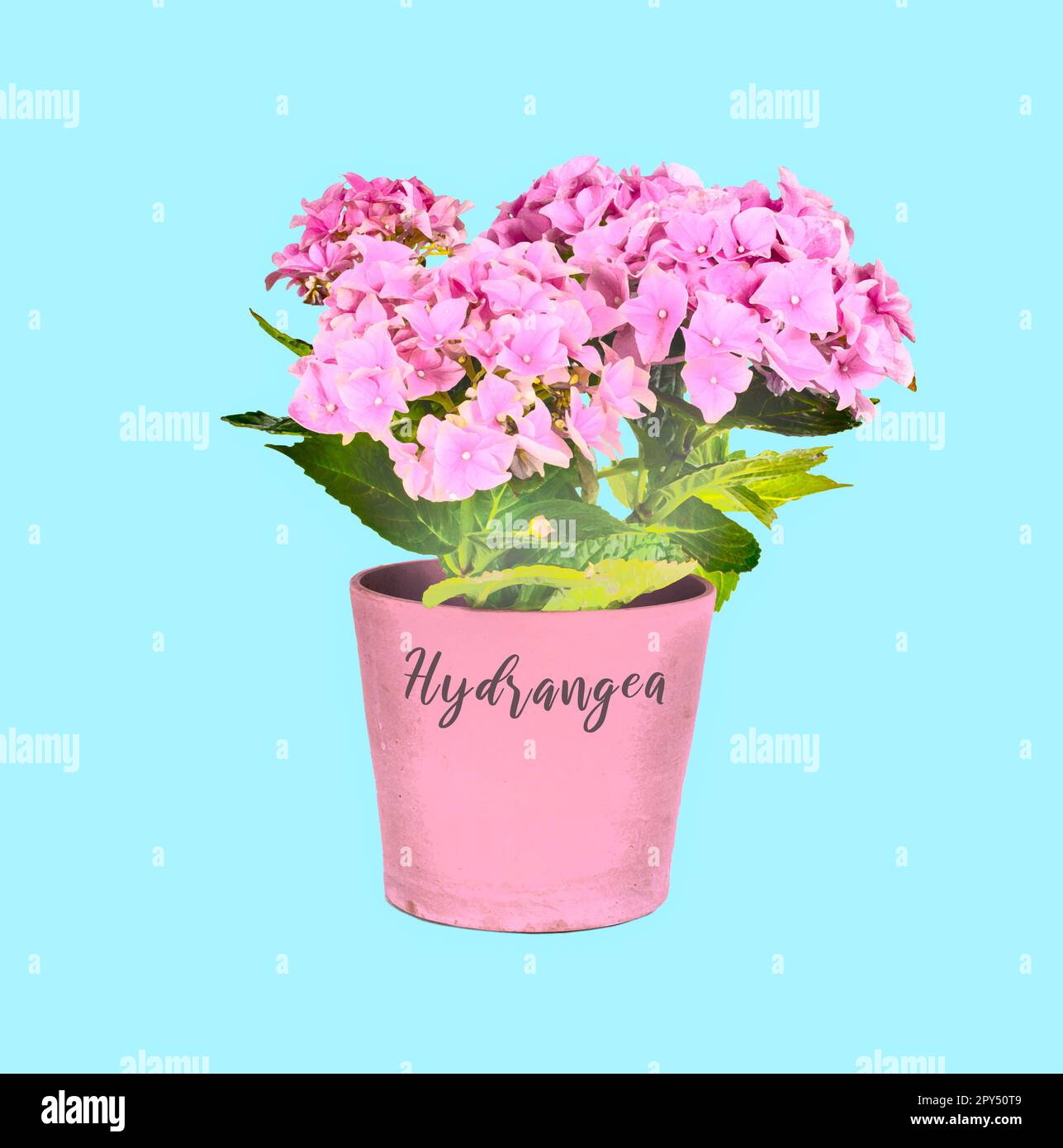 Pink flowering macrophylla hi-res stock photography and images - Alamy