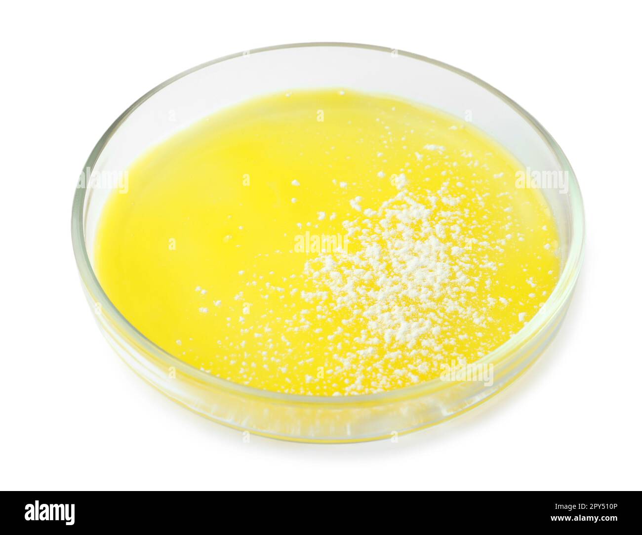 Petri dish with bacteria colony isolated on white Stock Photo Alamy
