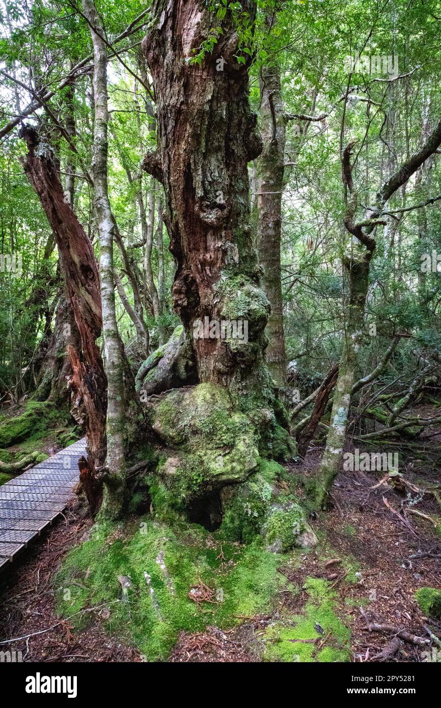 Ballroom Forest, Dove Lake, Cradle Mountain, Tasmania, Australia Stock