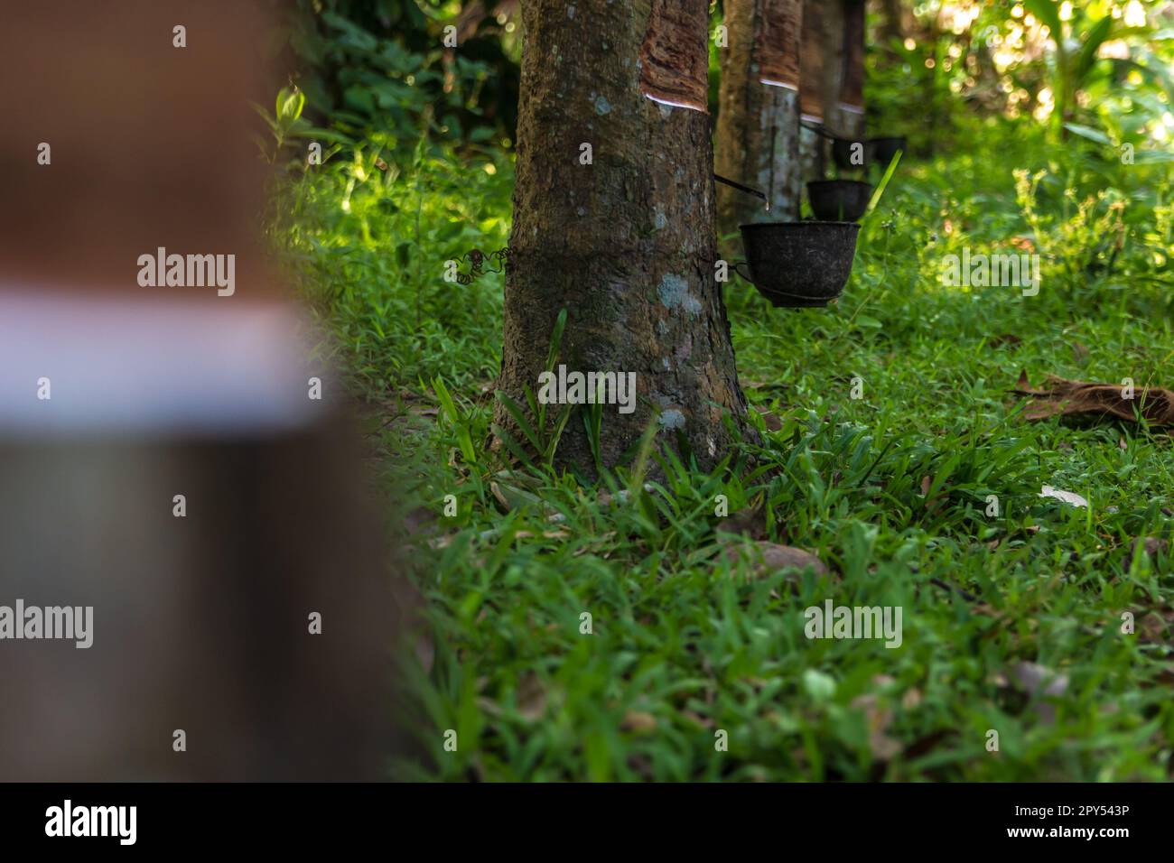 Group of latex rubber tree stand next to each other on their line up