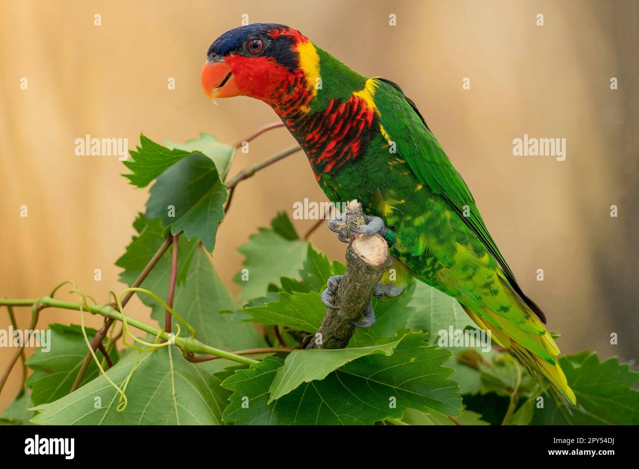 Ornate lory hi-res stock photography and images - Alamy