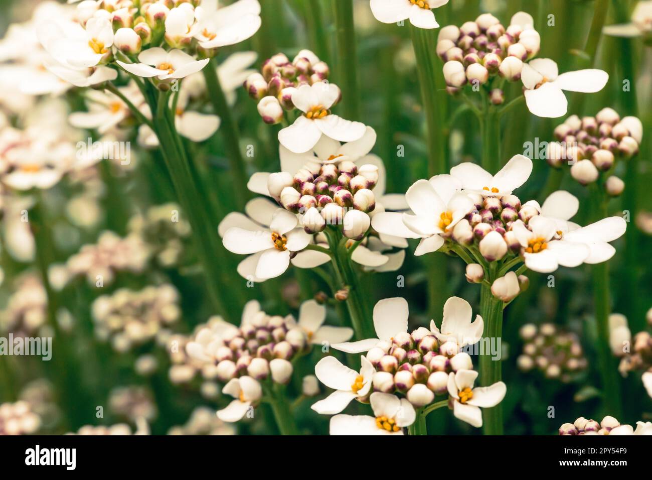 Close up of candytuft flowers. Stock Photo
