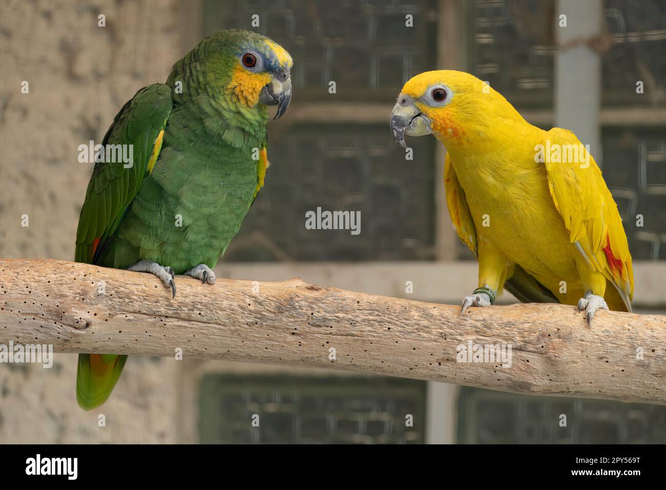 rare dilute mutation from the orangewinged amazon Stock Photo Alamy