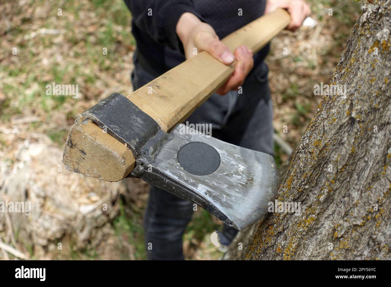 felling trees with an ax, tree slaughter, cutting trees without permission, trees and axes Stock