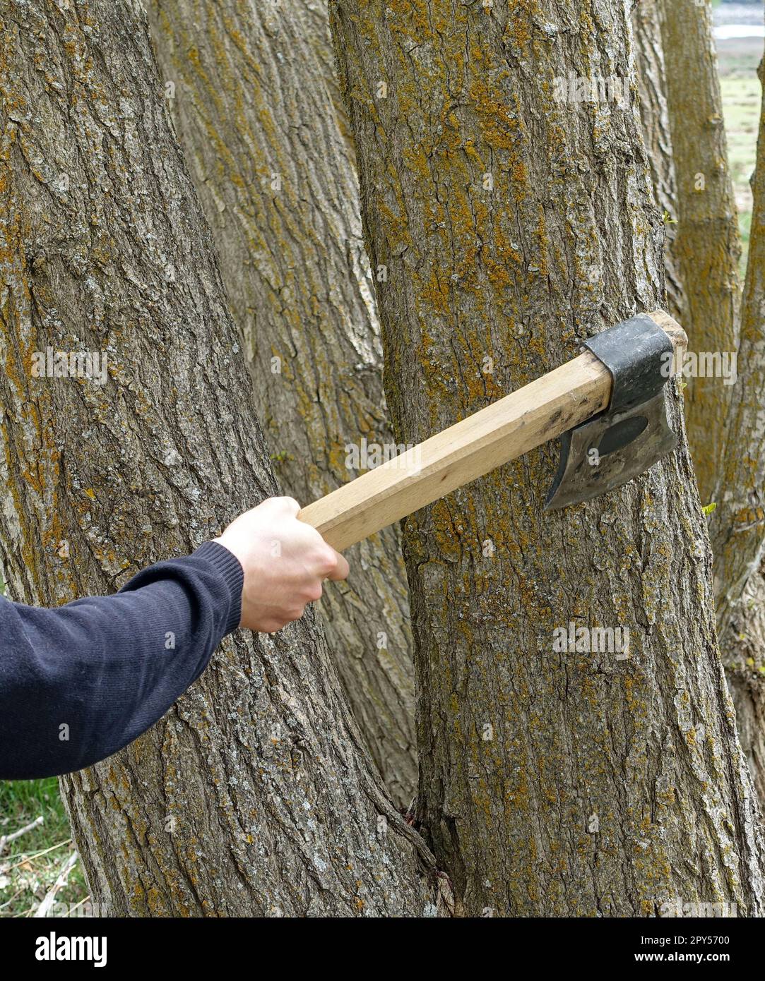 felling trees with an ax, tree slaughter, cutting trees without permission, trees and axes Stock