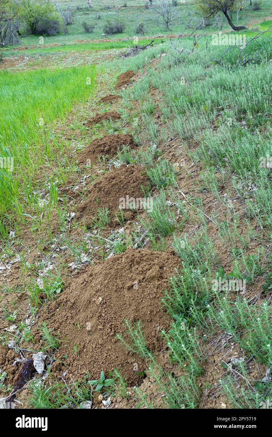 heaps of earth piled up by the mole, mole nests and clumps of earth, respectively Stock Photo