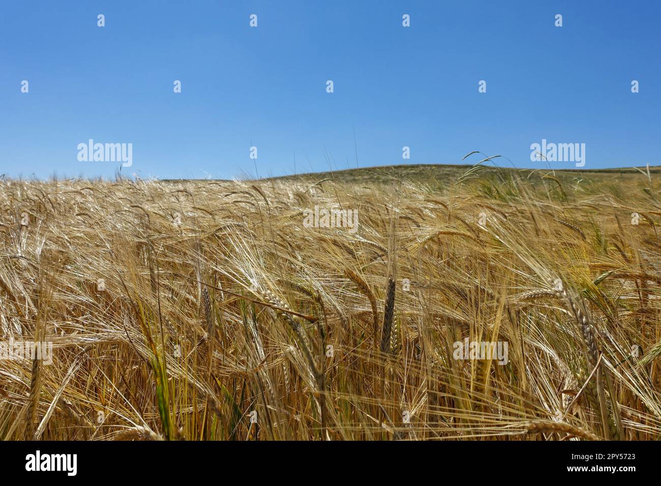World barley production, barley cultivation and barley harvest, barley