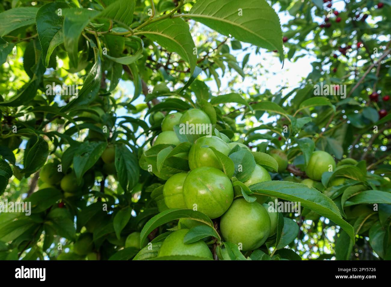 a large amount of green plums between the leaves on the plum tree Stock