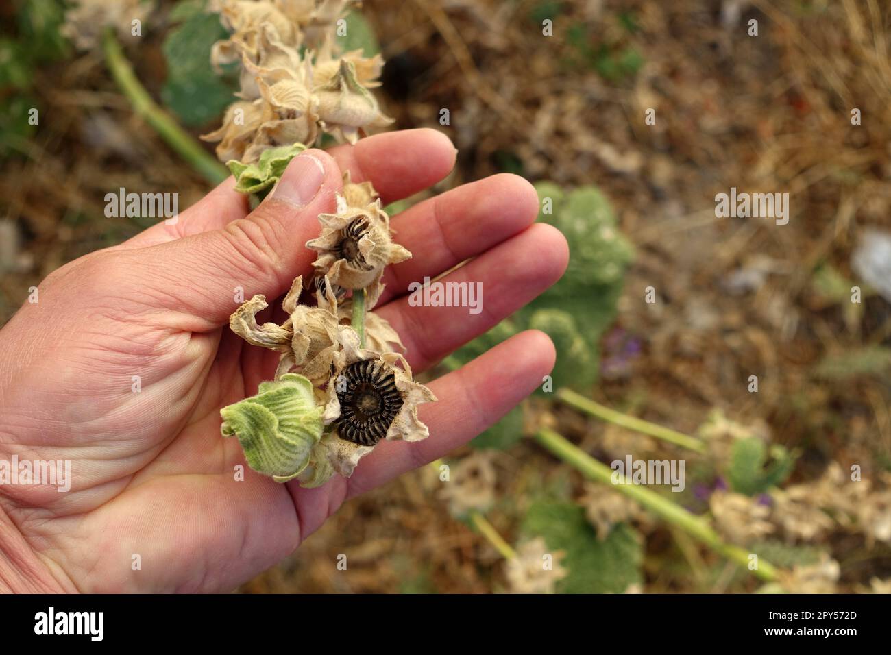 Marshmallow flower seed hires stock photography and images Alamy