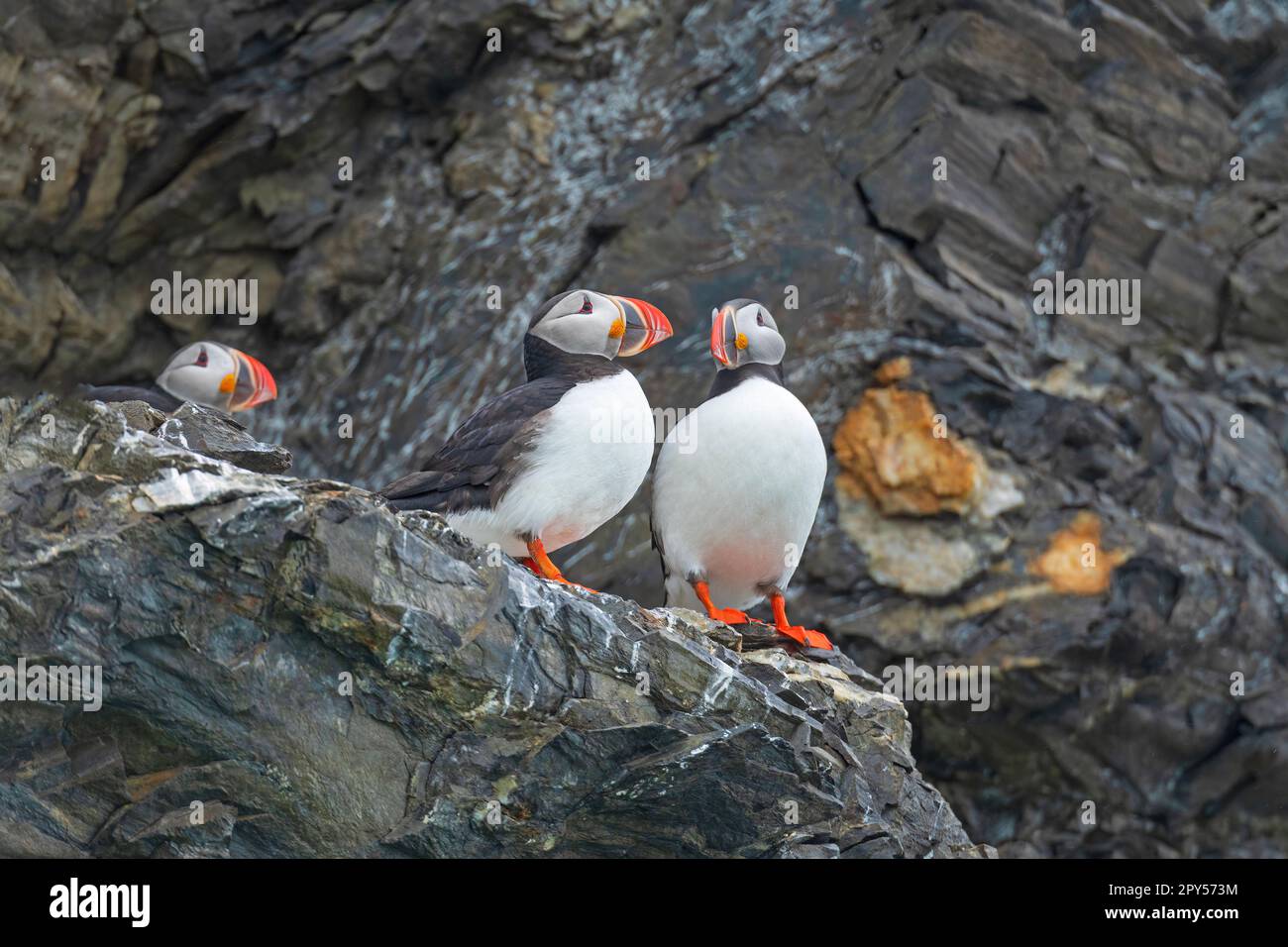 Atlantic puffins on a cliff hi-res stock photography and images - Alamy