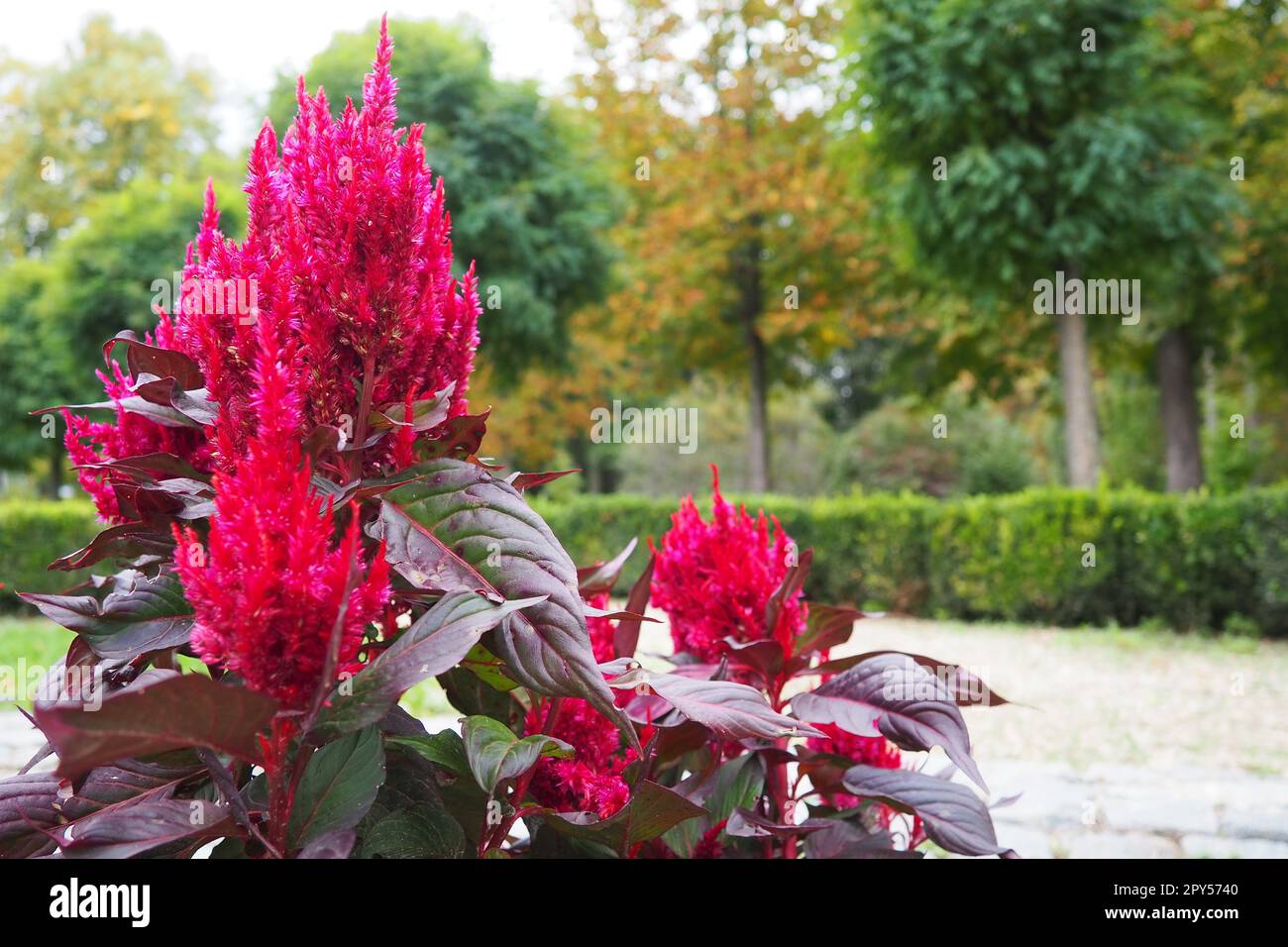 Celosia plant, cellosia is a genus of the Amaranth family or Marev family. Cockscomb, traditionally grown in the red purple variety. The cockscomb flower as addition to the flower bed. Banja Koviljaca Stock Photo