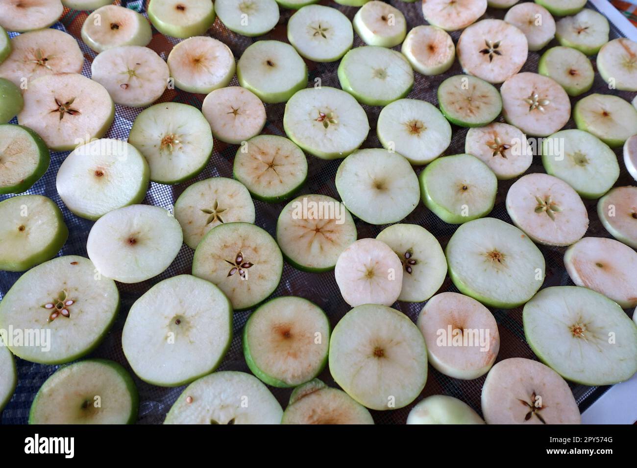 drying homemade apples, drying apples, sliced apple slices left to dry Stock Photo