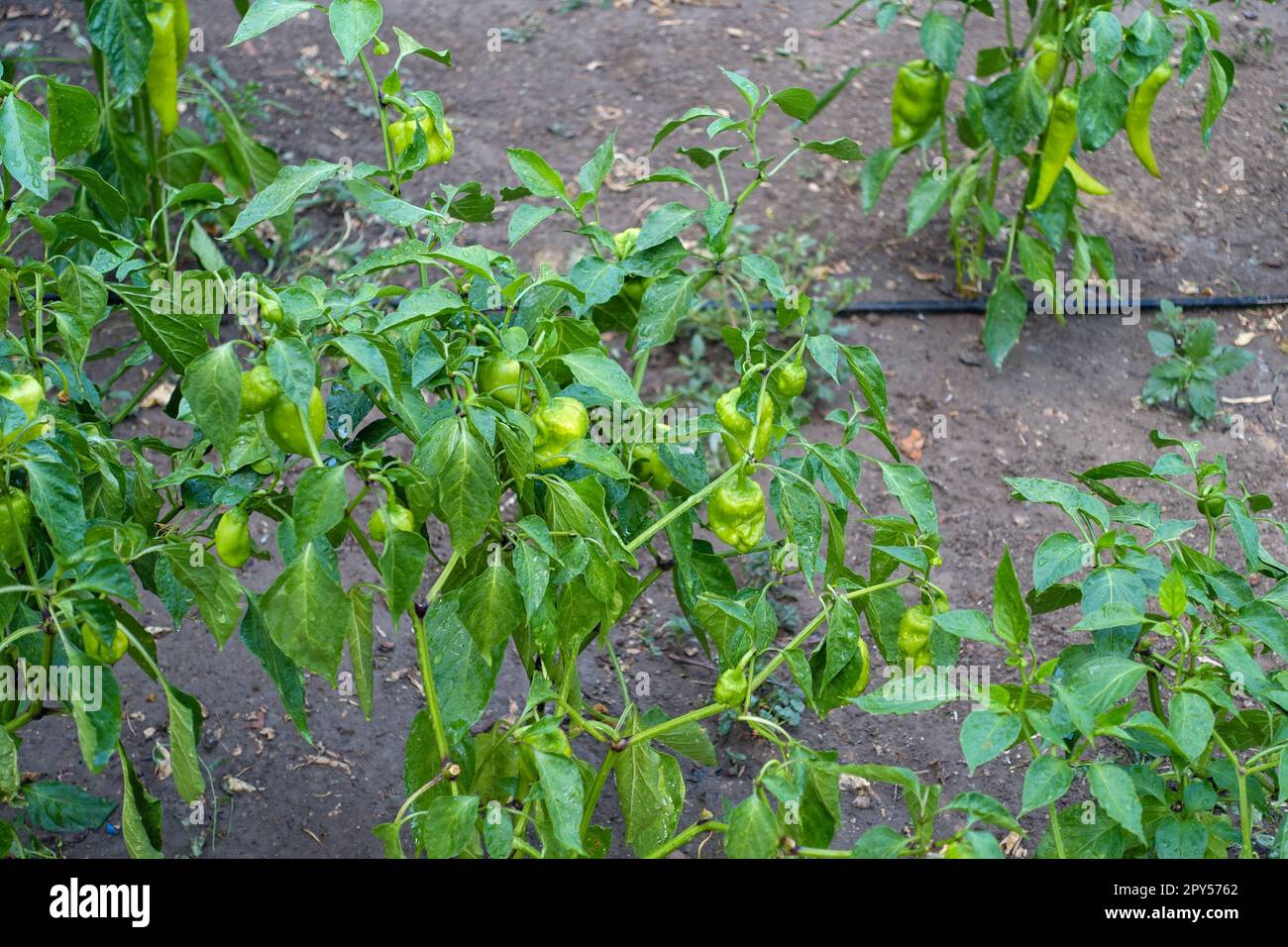 there are natural bell peppers, bell pepper plants and lots of peppers in the garden Stock Photo