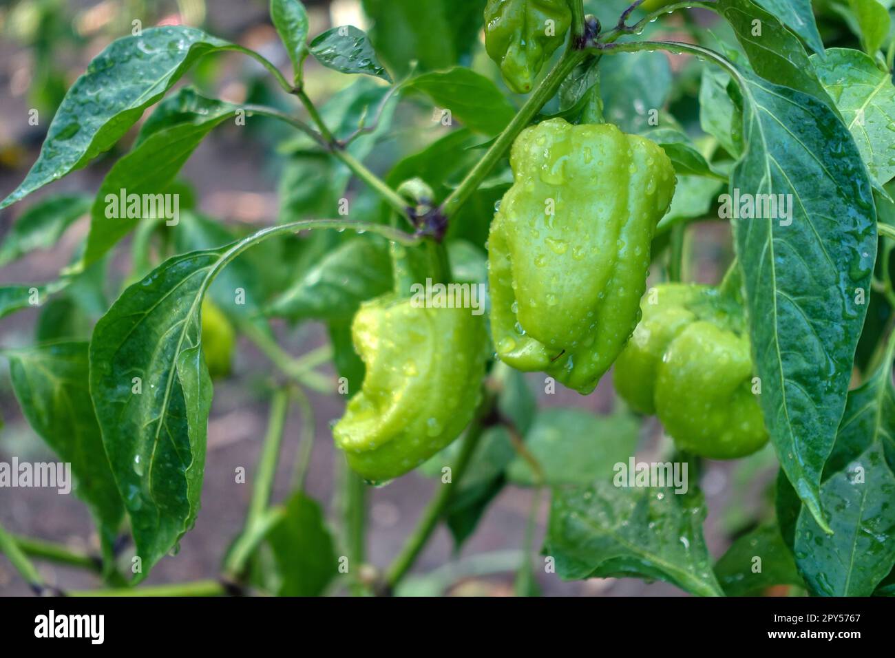 Bell pepper plants hi-res stock photography and images - Alamy