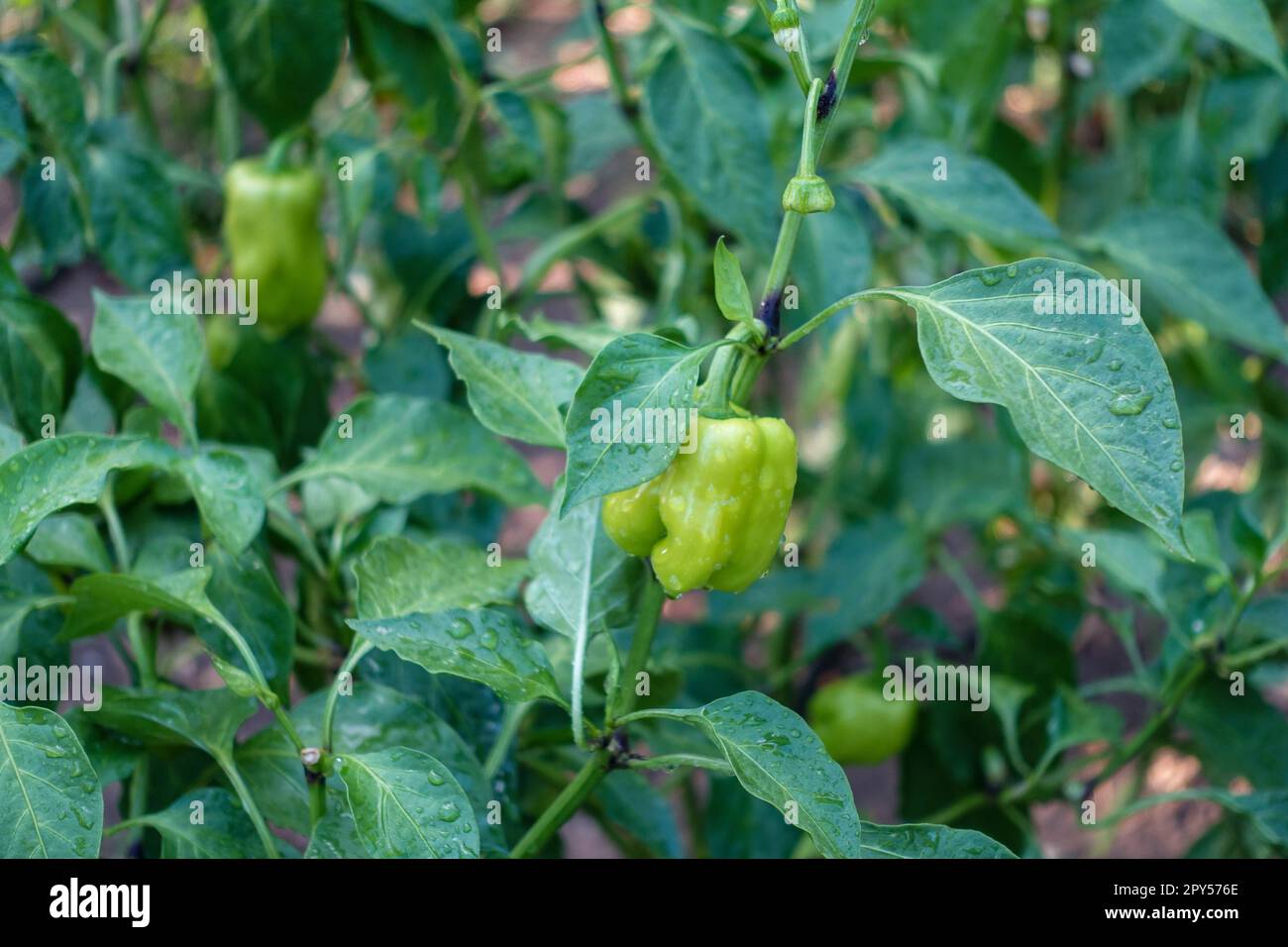 Bell pepper plants hi-res stock photography and images - Alamy