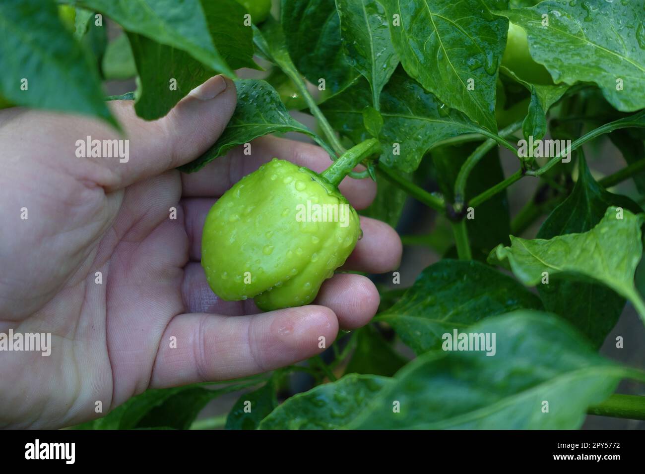 Bell pepper plants hi-res stock photography and images - Alamy