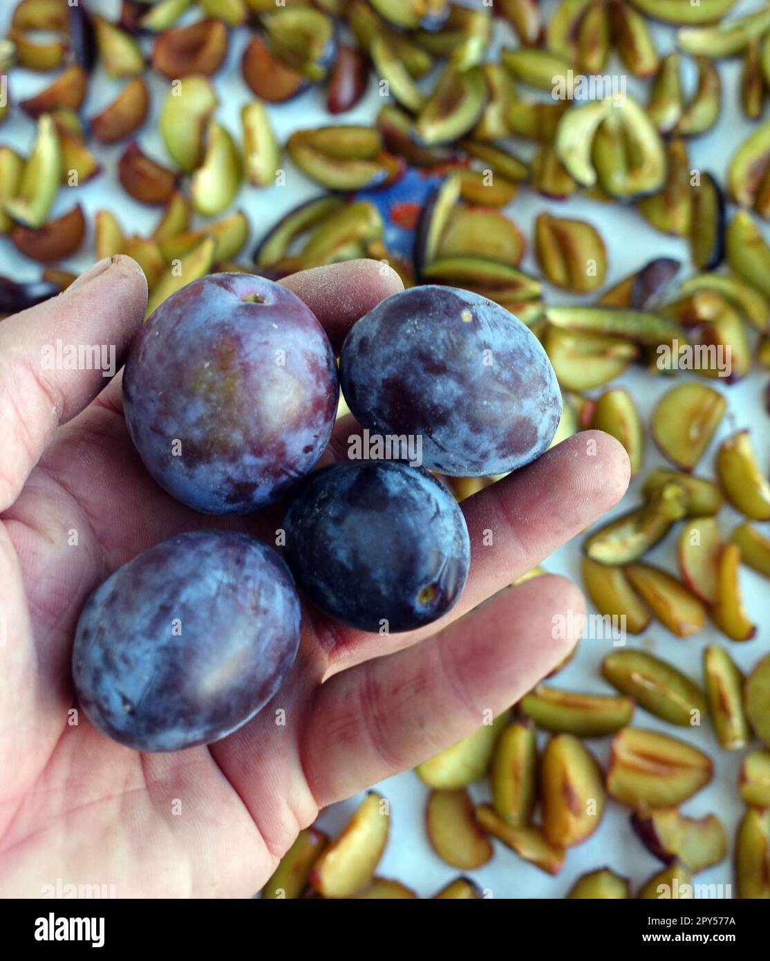 drying plums, homemade natural plum drying process Stock Photo - Alamy