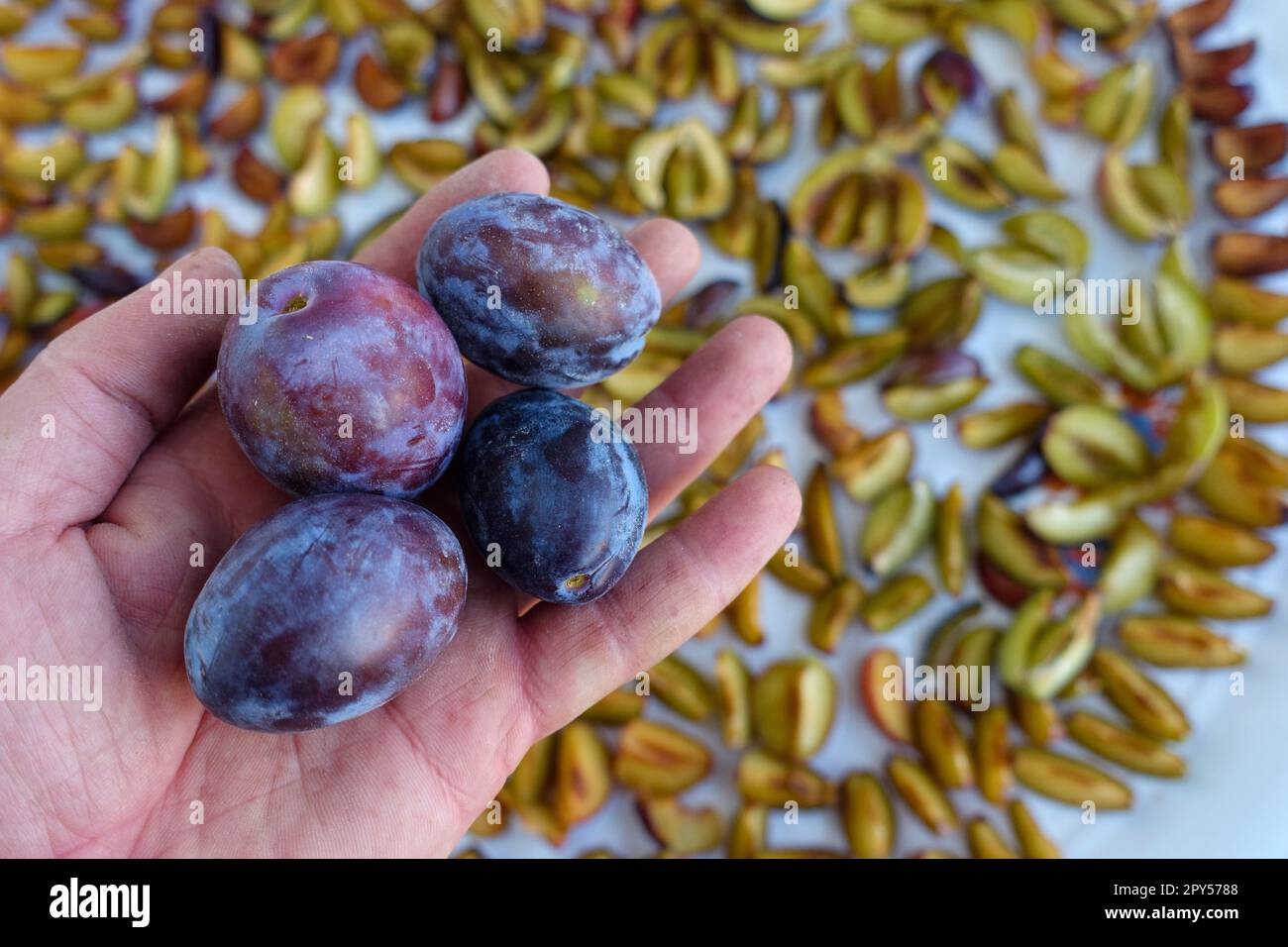 drying plums, homemade natural plum drying process Stock Photo Alamy