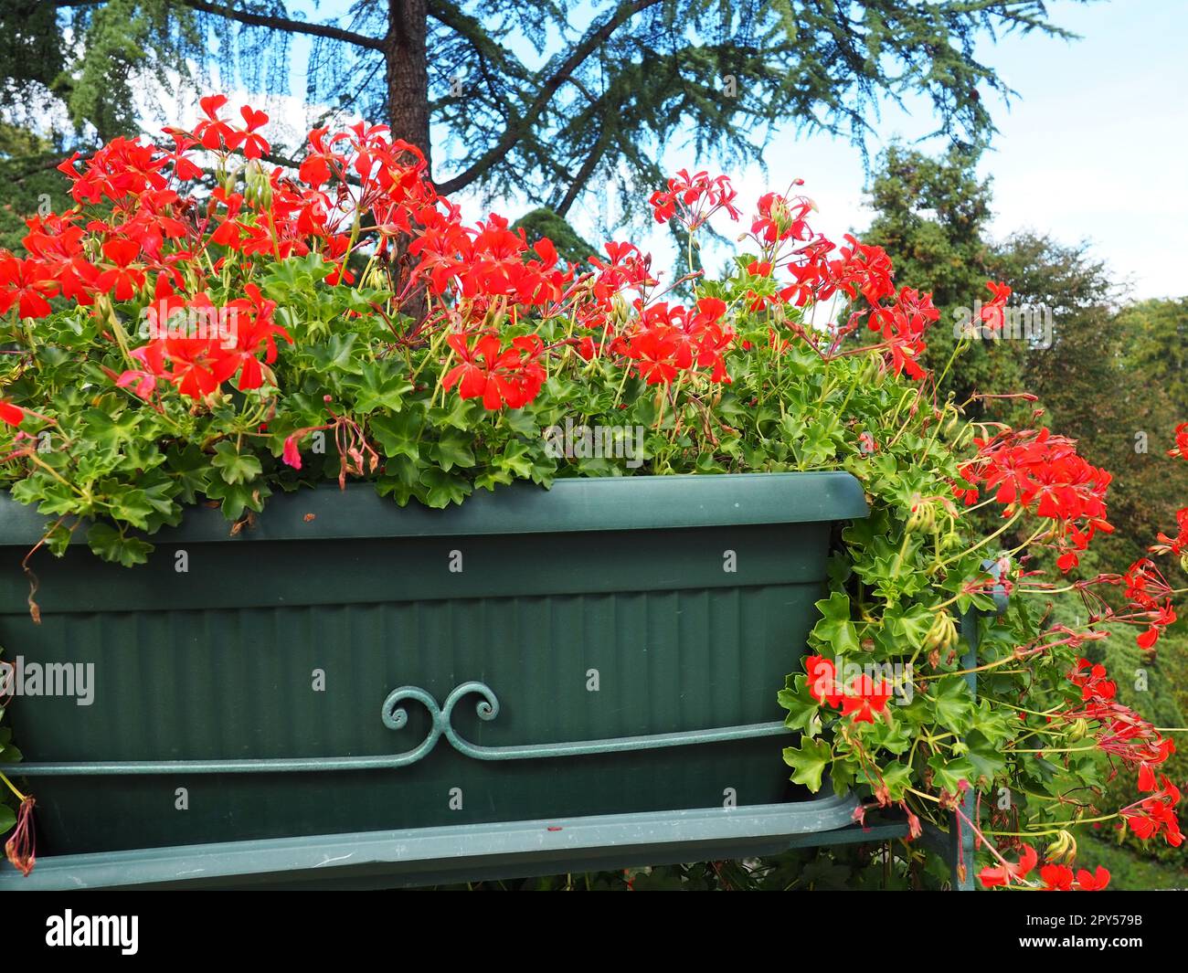 Blooming red ivy geranium pelargonium in the vertical design of landscaping of streets and parks. Beautiful large pelargonium geranium cranesbill. Floriculture and horticulture. Banja Koviljaca Stock Photo