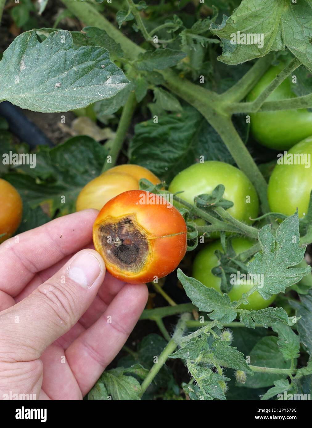 close-up tomato cultivation, tomato diseases, tomato fungal disease, diseased tomatoes Stock Photo