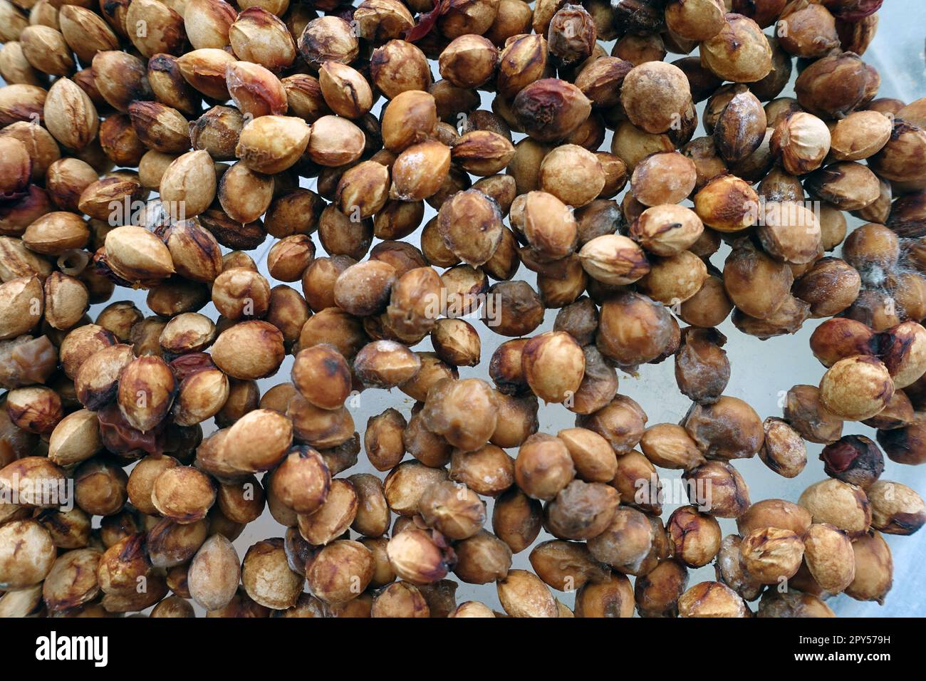 cherry seeds, cherry seeds separated for seed, dried cherry seeds Stock Photo