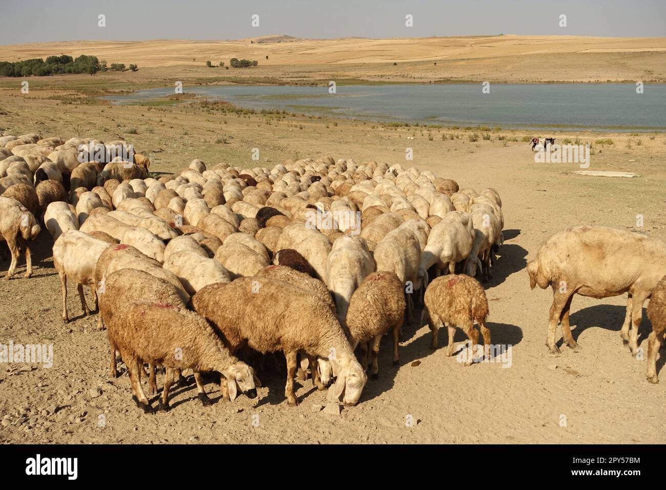 the flock of sheep, overwhelmed by the heat, came close to each other, flock of sheep taken to drink water Stock Photo