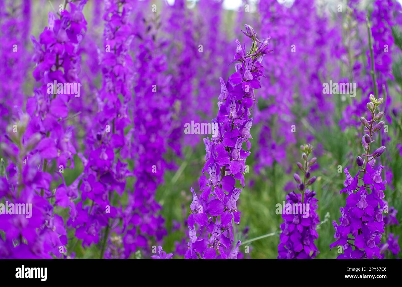 Larkspur purple flowers with green leaves, purple flowers in the fields in continental climate in spring Stock Photo