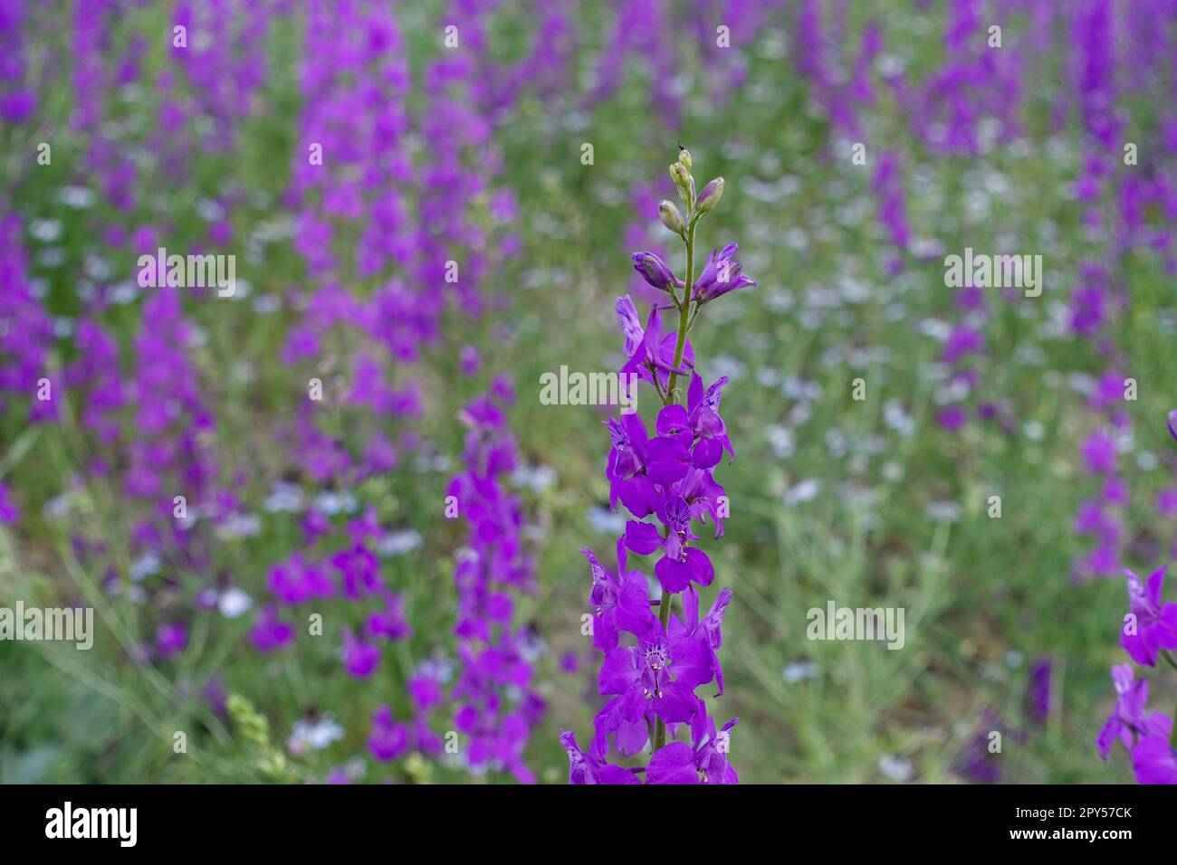 Larkspur purple flowers with green leaves, purple flowers in the fields in continental climate in spring Stock Photo
