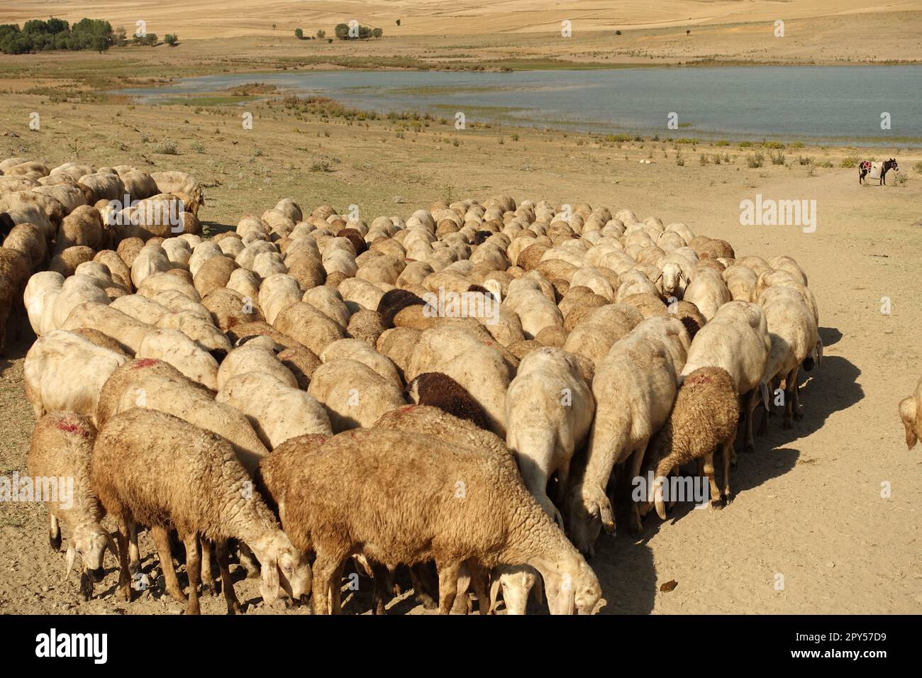 the flock of sheep, overwhelmed by the heat, came close to each other, flock of sheep taken to drink water Stock Photo