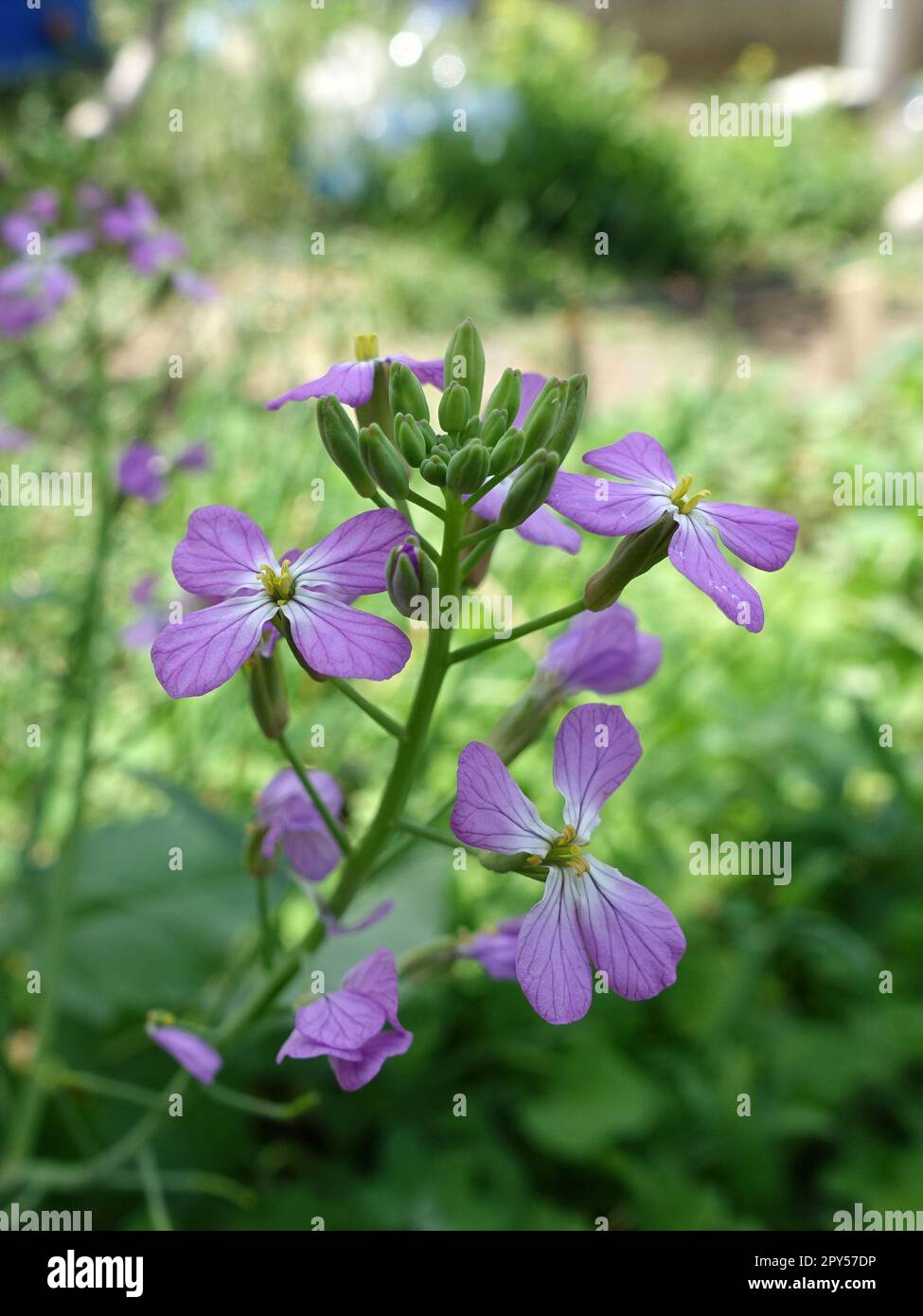 radish plant blooming,radish flower,closeup beautiful flower of radish
