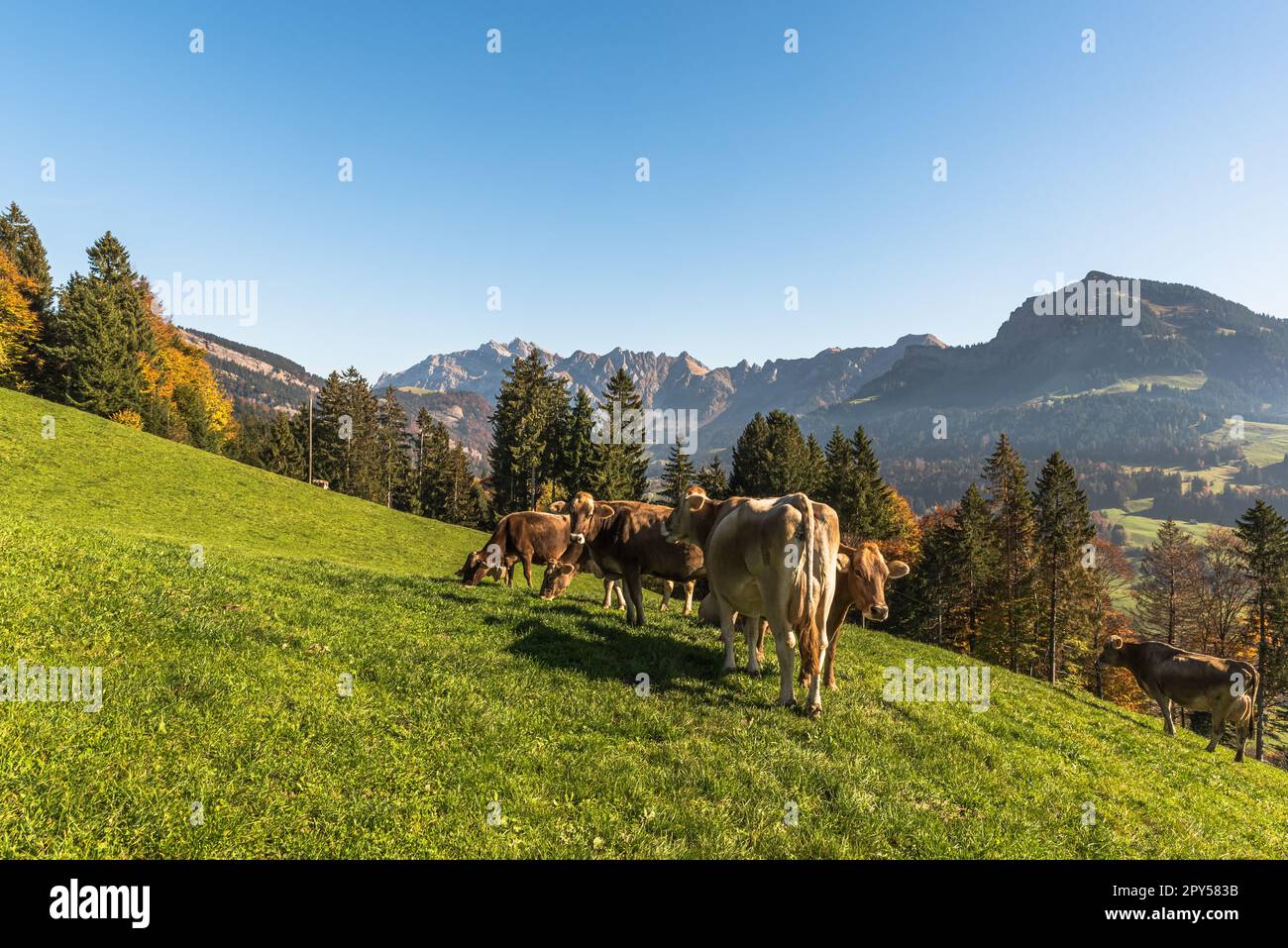 Brown cows grazing on a meadow in the Swiss Alps, view of the Alpstein mountains with Saentis summit Stock Photo