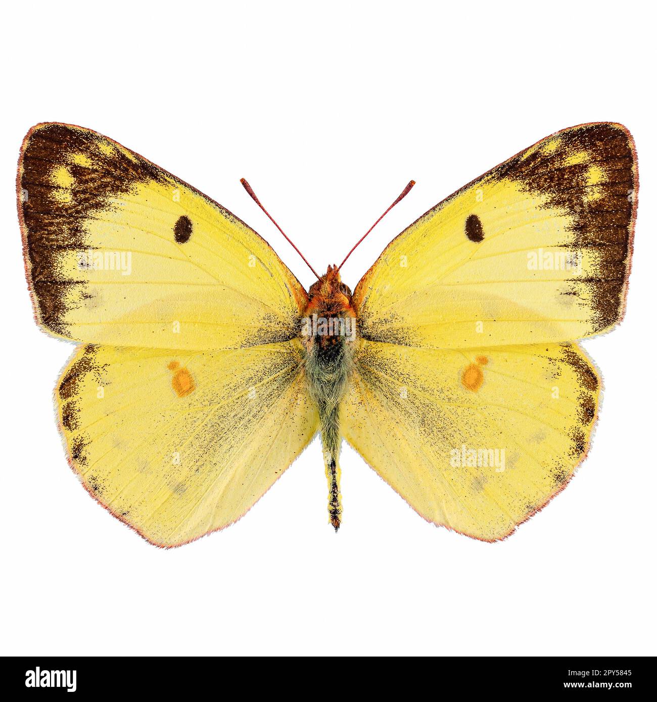 Pale clouded yellow butterfly Stock Photo
