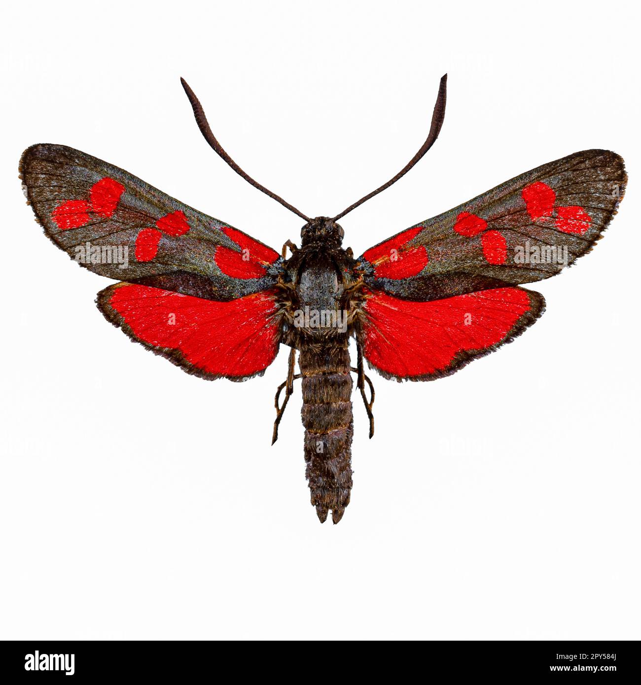 Six-spot burnet Stock Photo