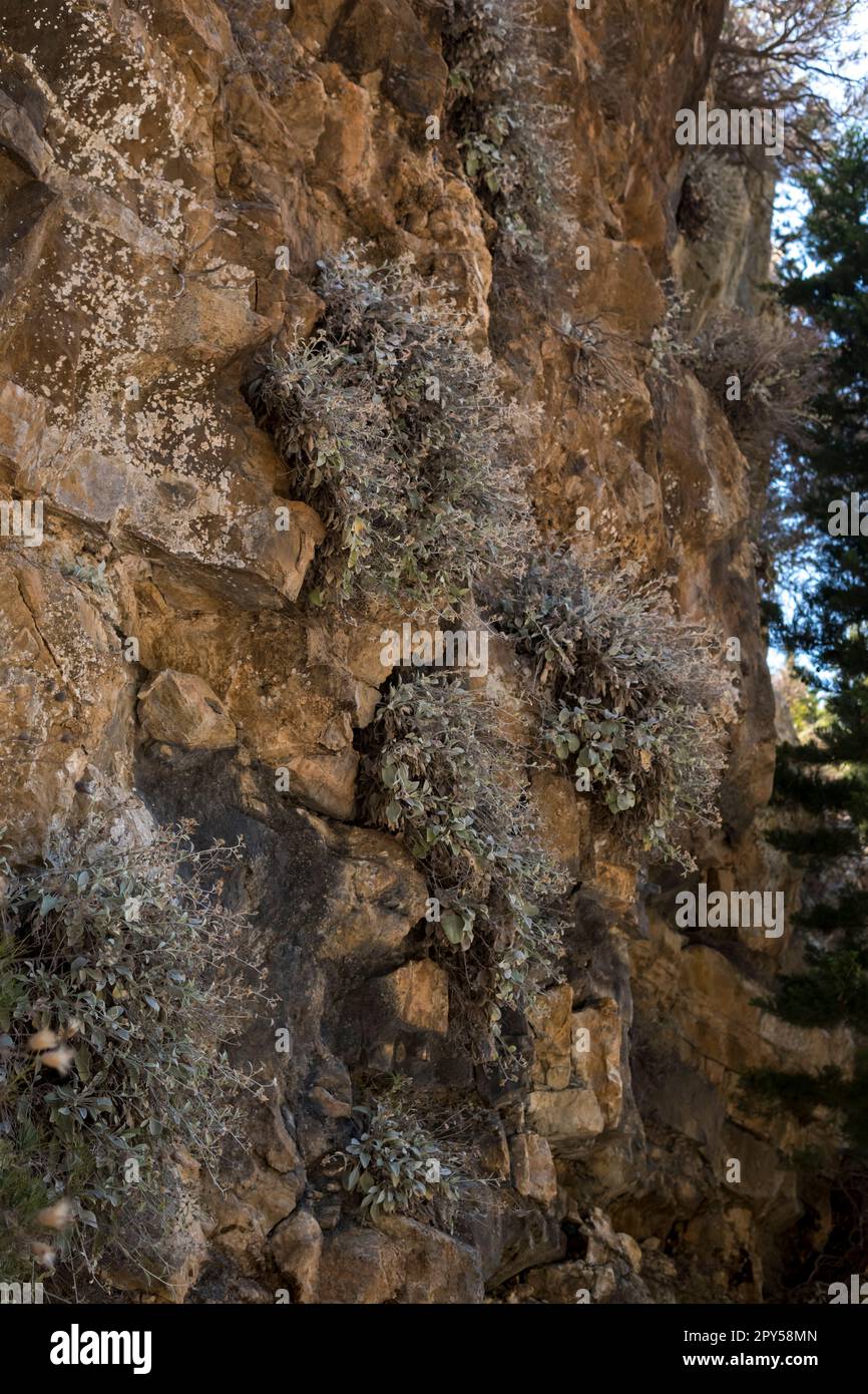 Small plants growing on a vertical slope on limestone rocks Stock Photo