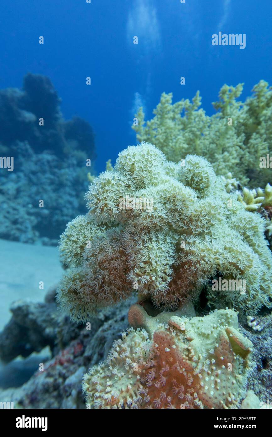 Colorful coral reef at the bottom of tropical sea, pulsating xenid coral, underwater landscape Stock Photo