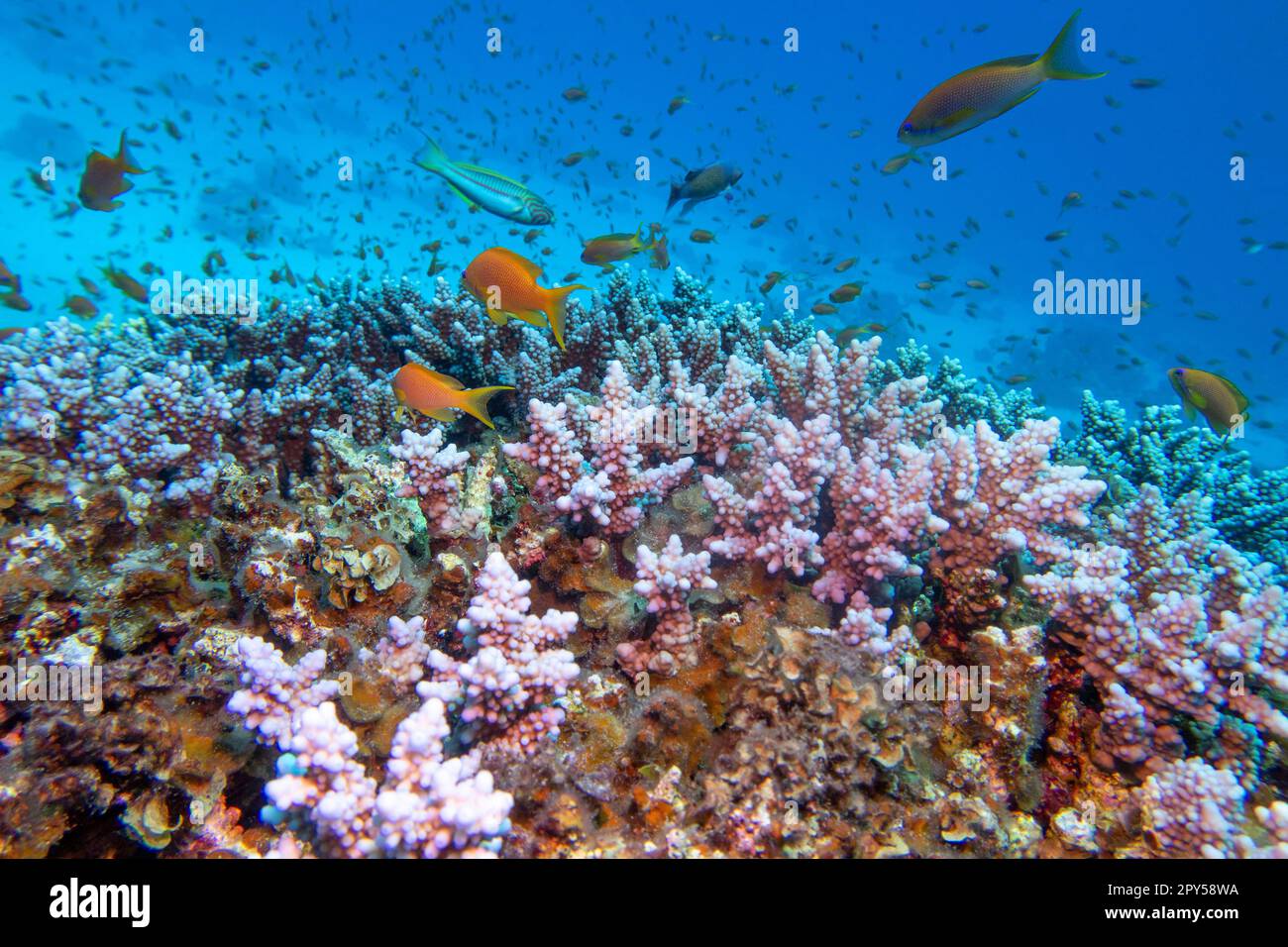 Colorful, picturesque coral reef at the bottom of tropical sea, hard corals pink acropora and fishes Anthias, underwater landscape Stock Photo