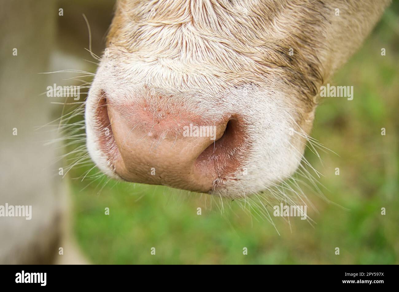 Snout of a white cow. Farm animal for meat production. Stronger hoofed