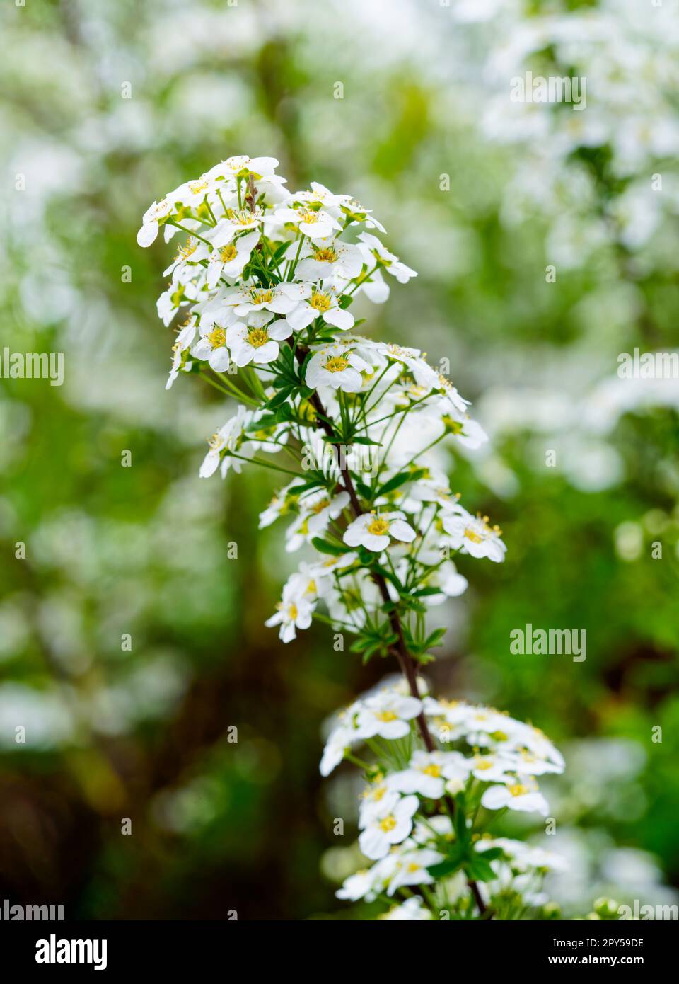 A close up of the mass of white flowers on a Spirea shrub Stock Photo
