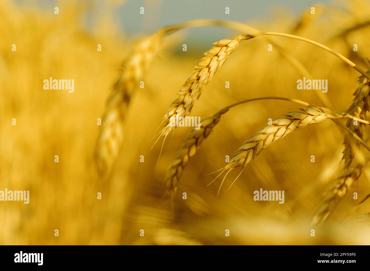 Wheat field. Ears of golden wheat close up. Beautiful Nature Sunset ...