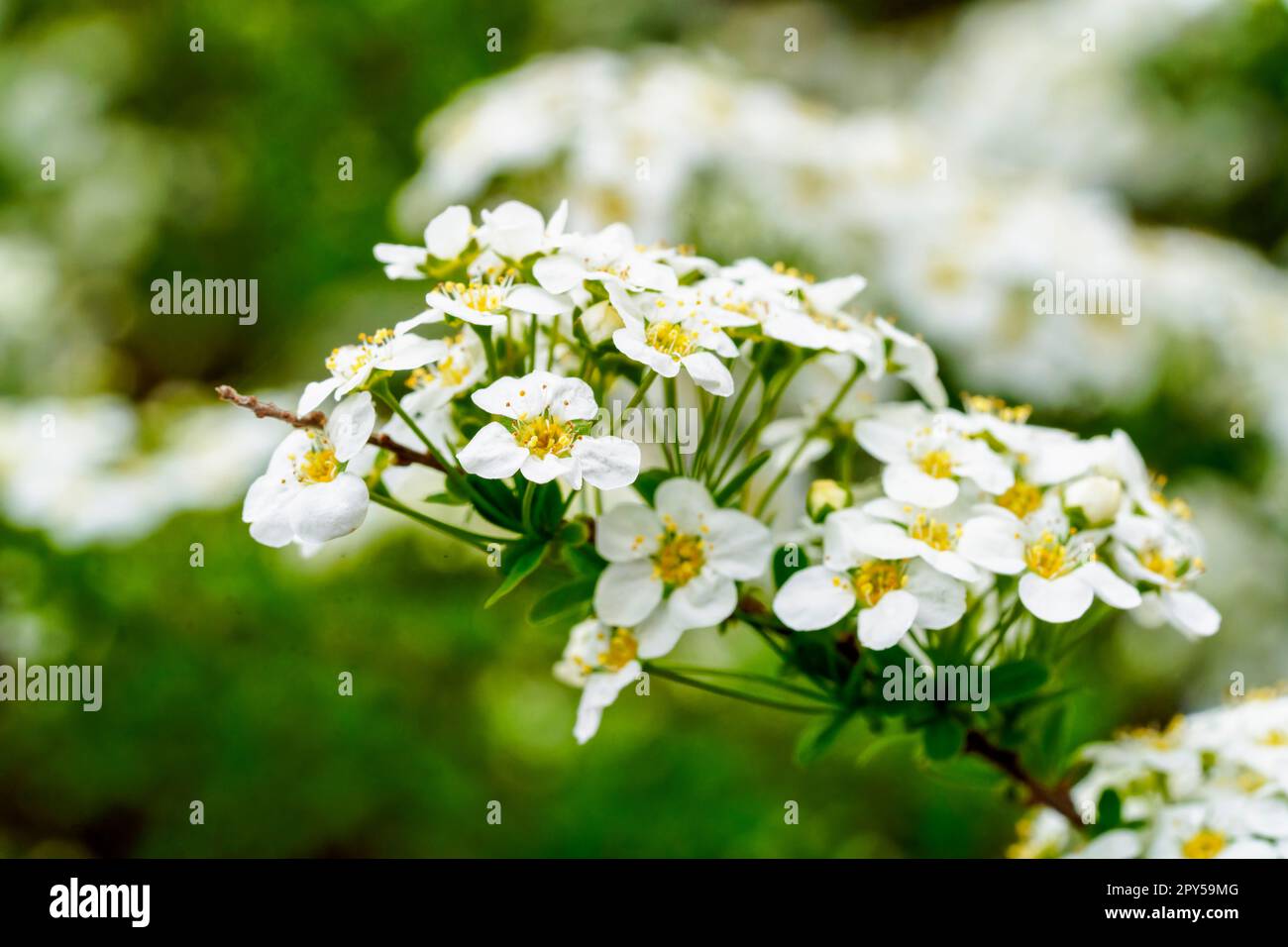 A close up of the mass of white flowers on a Spirea shrub Stock Photo