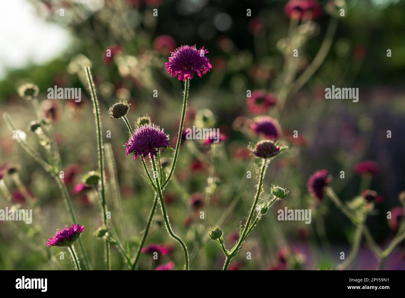 Weed - flowers of Knautia arvensis. Stock Photo