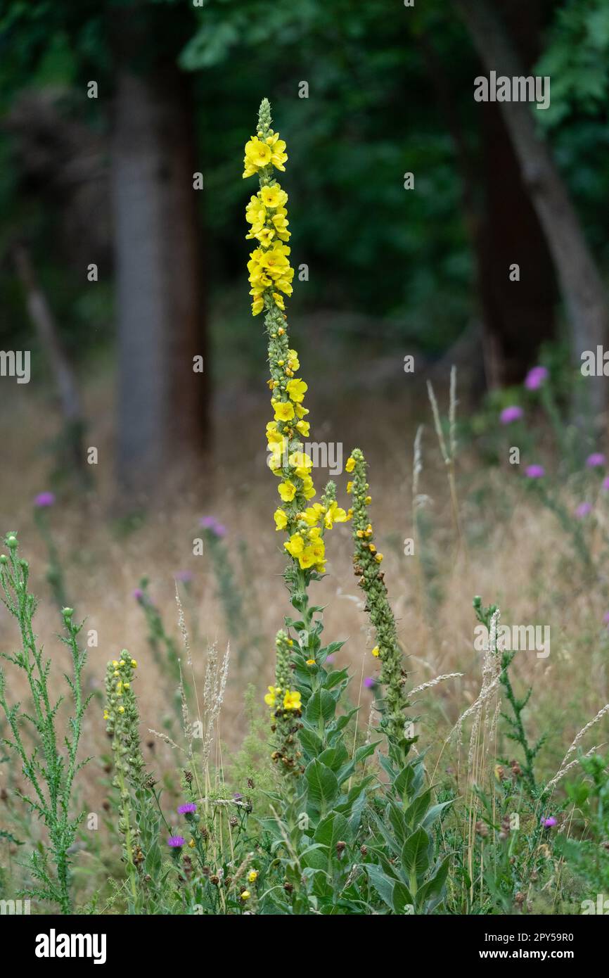 Flowering wild two-year plant Verbascum thapsus in nature. Stock Photo