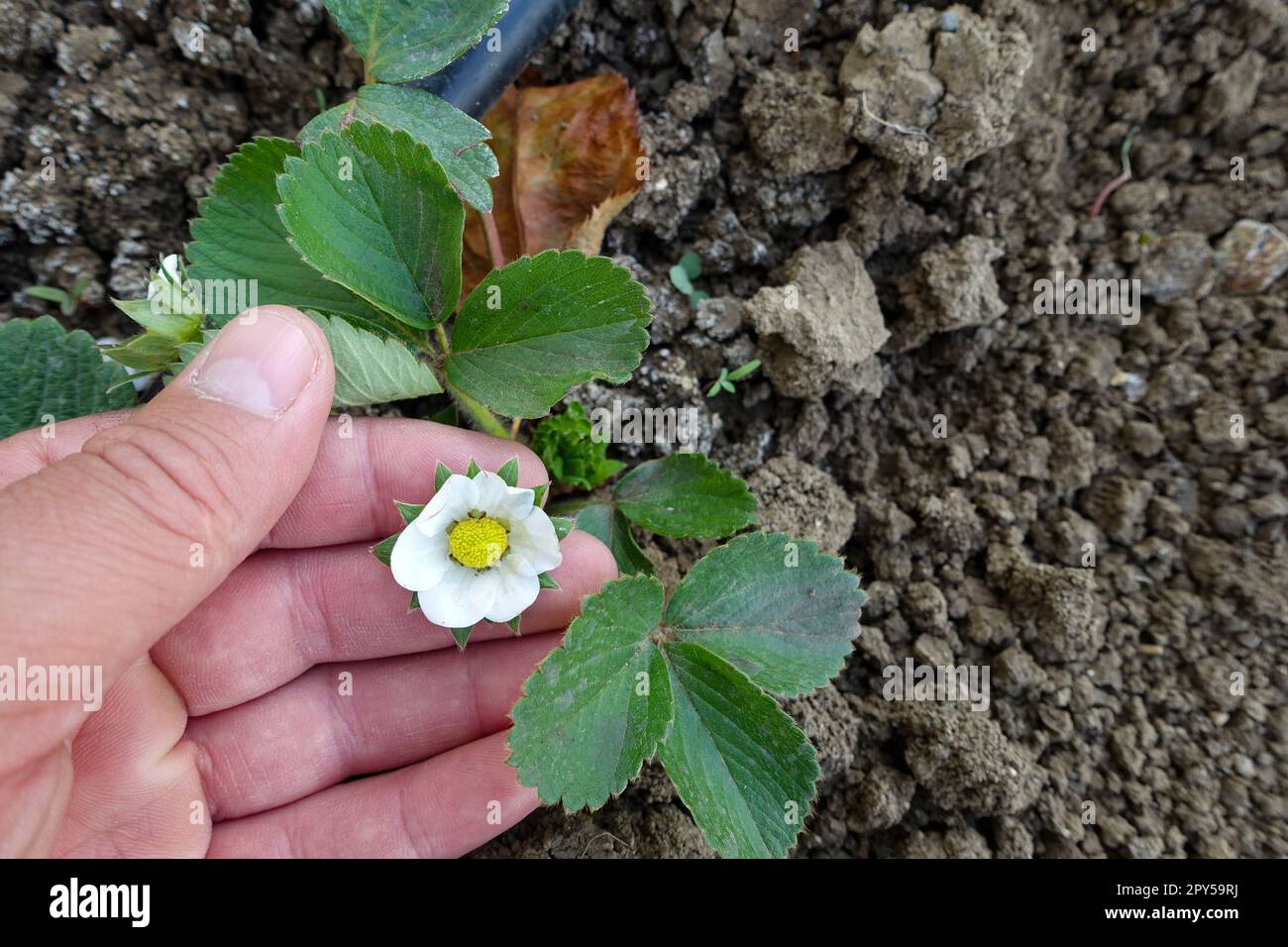 blooming fresh strawberry seedlings,closeup strawberry plant and