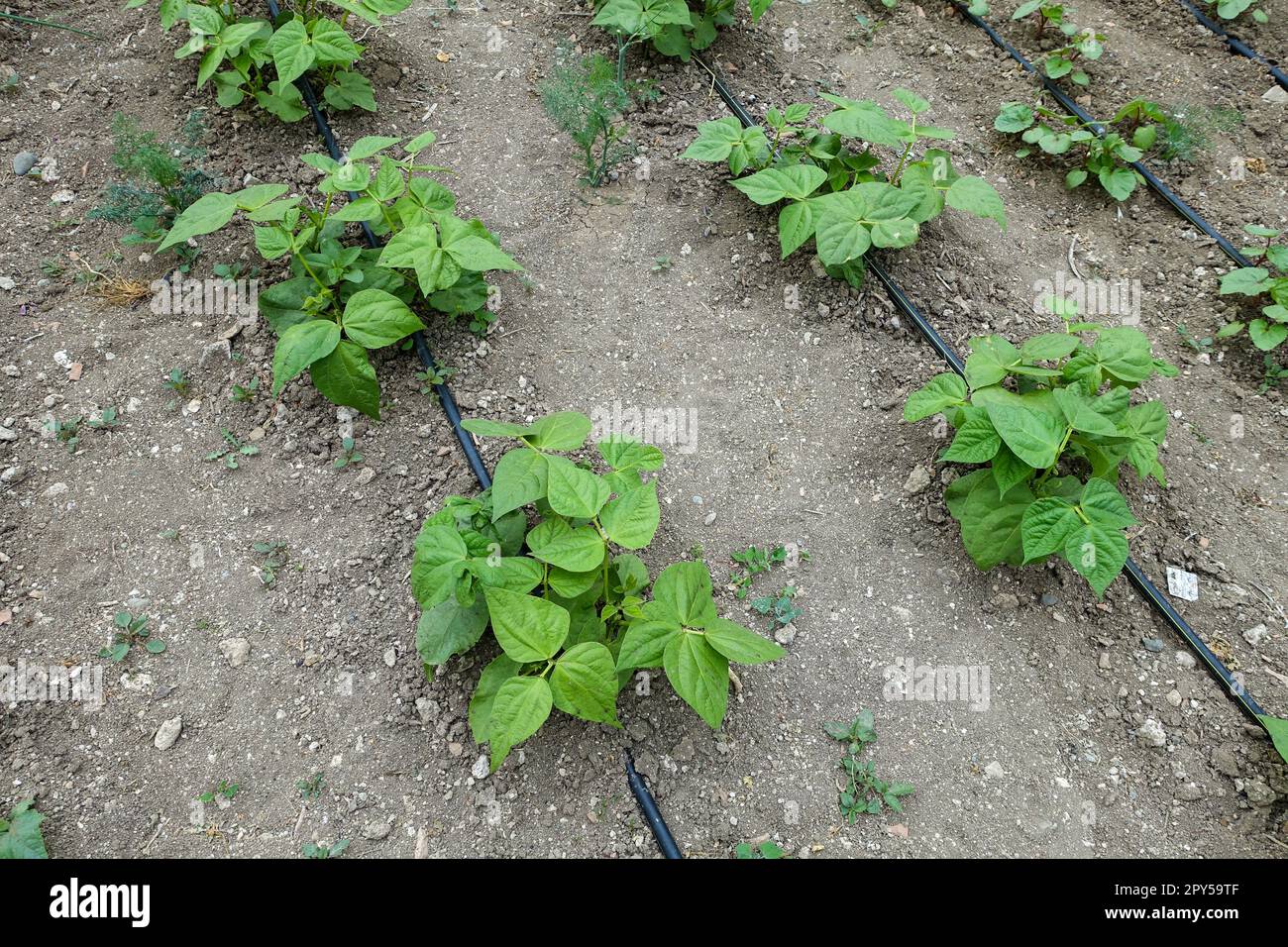 bean planting with drip water system, garden irrigation, bean growing