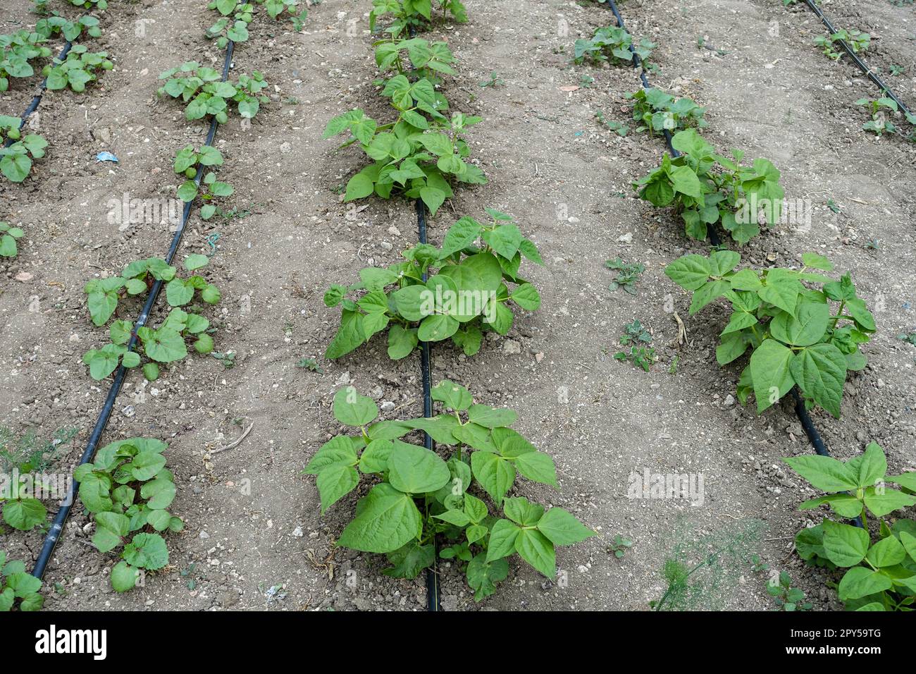 bean planting with drip water system, garden irrigation, bean growing
