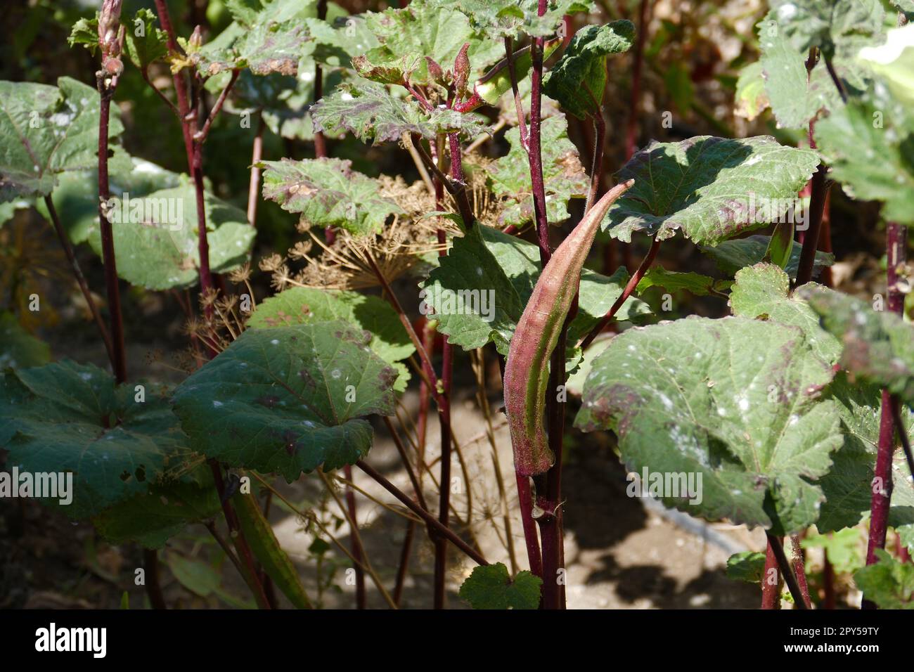 seed okra, okra fruit left for seed Stock Photo Alamy