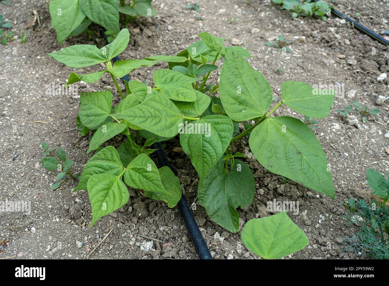 bean planting with drip water system, garden irrigation, bean growing