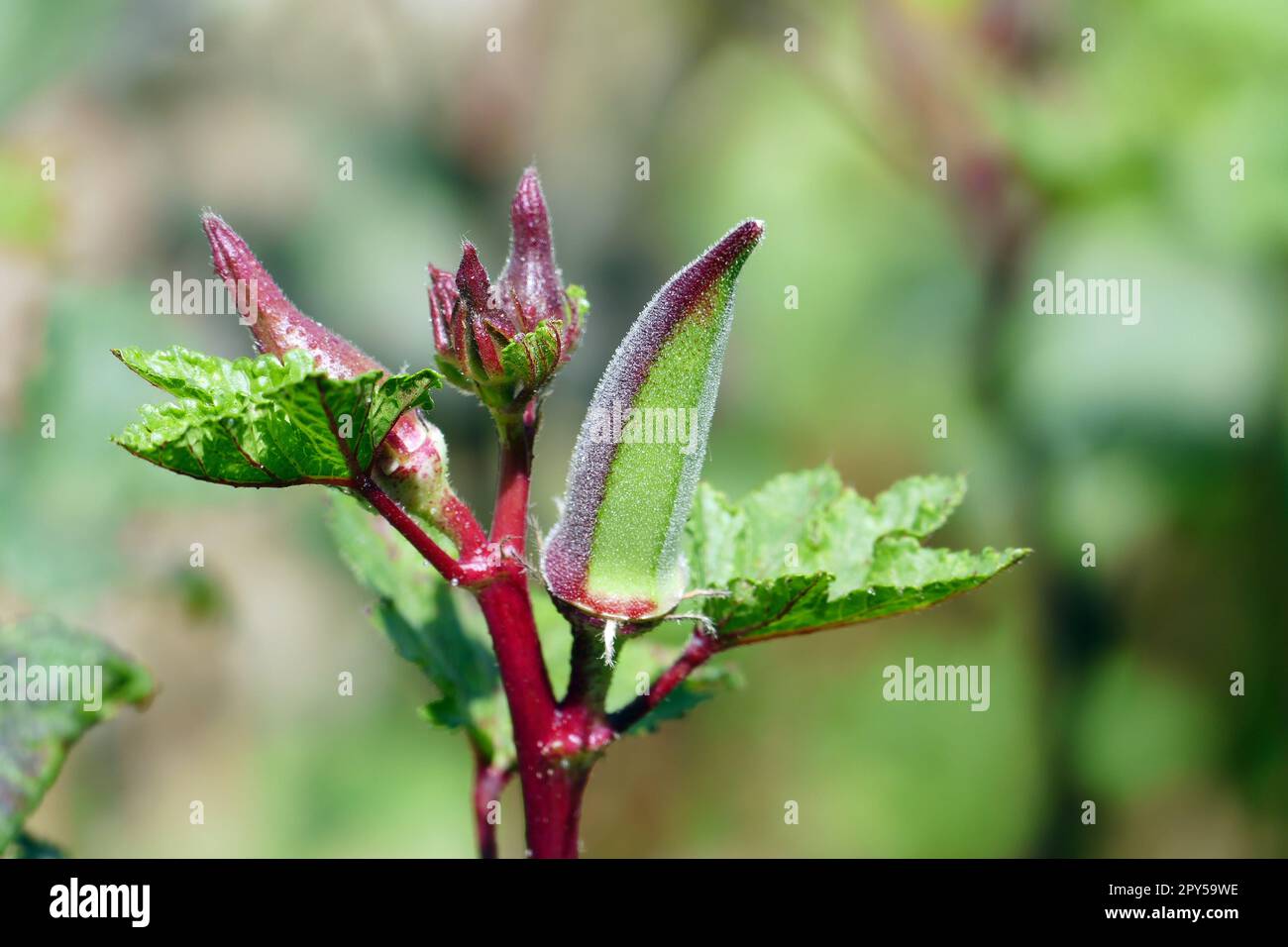 the fruit of the okra plant in the field, the henna okra, the henna okra plant native to Turkey Stock Photo