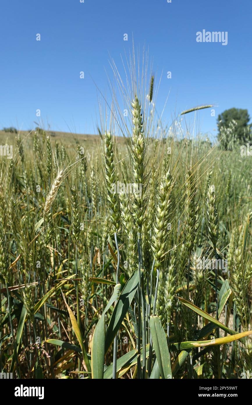 Ears wheat background video hi-res stock photography and images - Alamy